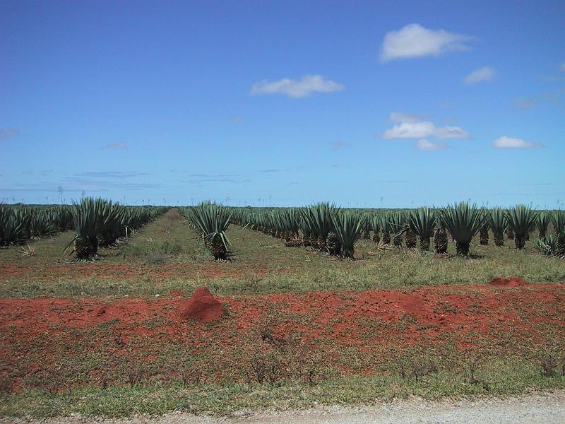 417 Sisal plantation